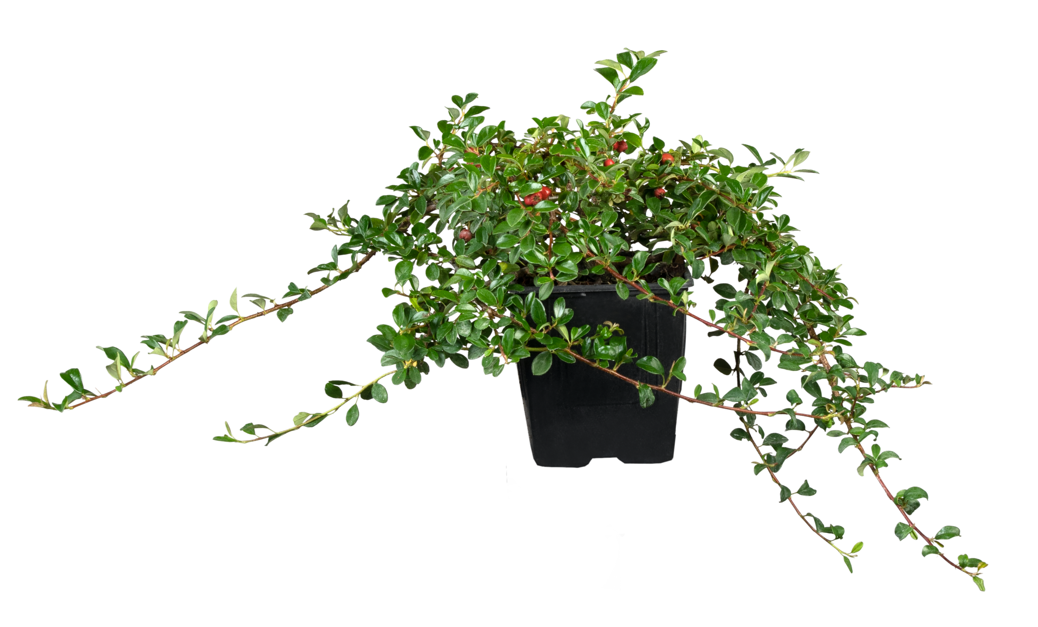 Cotoneaster radicans 'Eichholz' (Kriechmispel 'Eichholz')