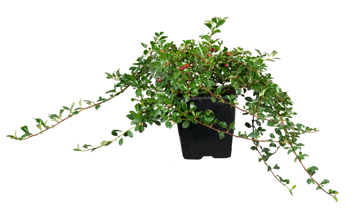 Cotoneaster radicans 'Eichholz' im Topf, erhältlich von 20-30 bis 30-40 cm ;;ab 3,25 Euro