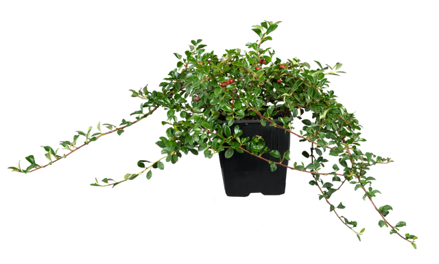 Cotoneaster radicans 'Eichholz' im Topf, erhältlich von 20-30 bis 30-40 cm ;;ab 3,25 Euro