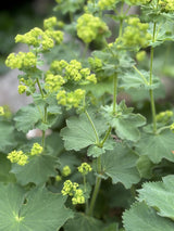 Taubenblatt mit Blüte ; Einsatz: Steingarten ; Pluspunkt: schmuck für den Garten;;günstig mit Qualität