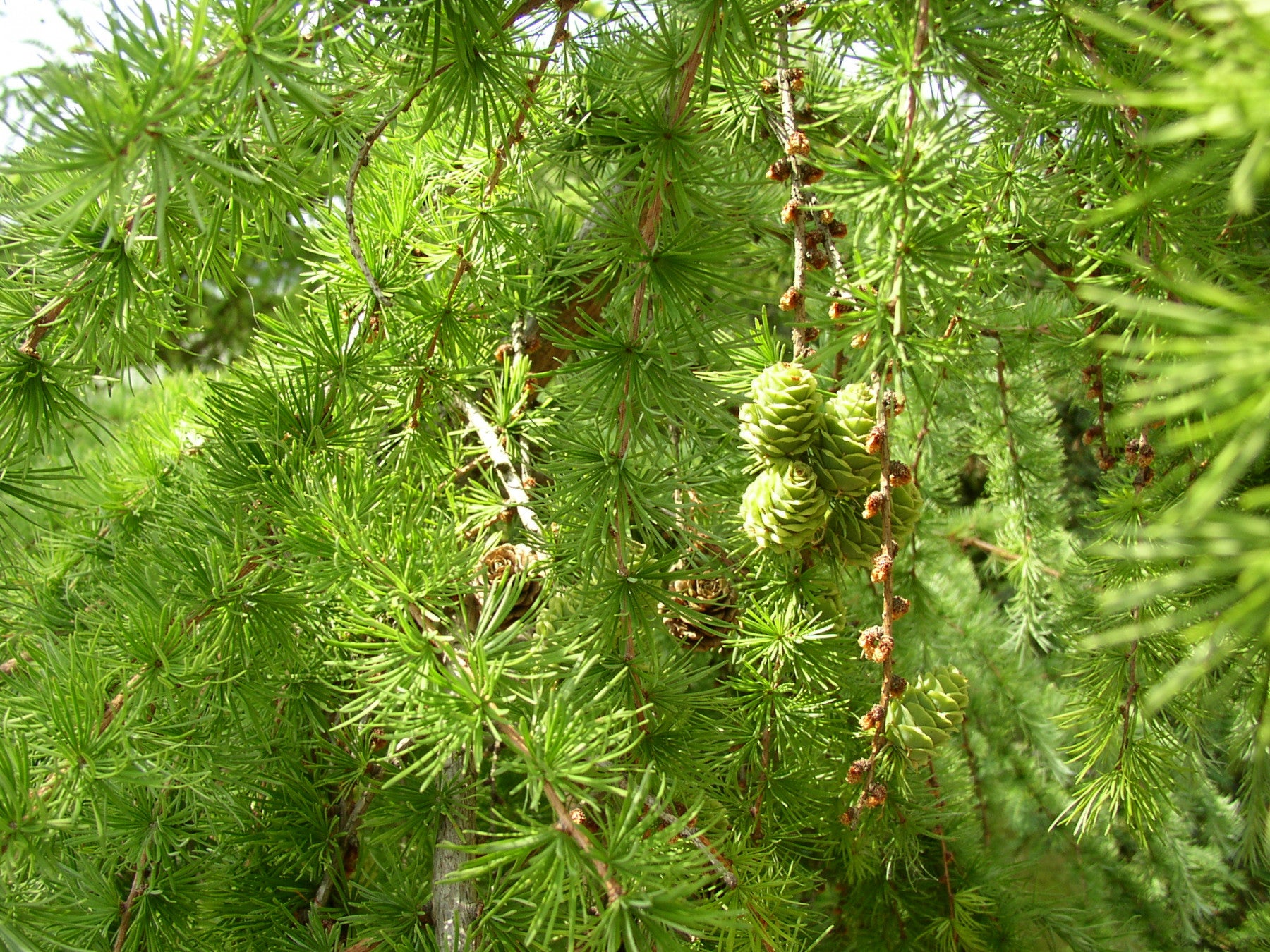 Larix decidua HkG 83704 (Europäische Lärche)