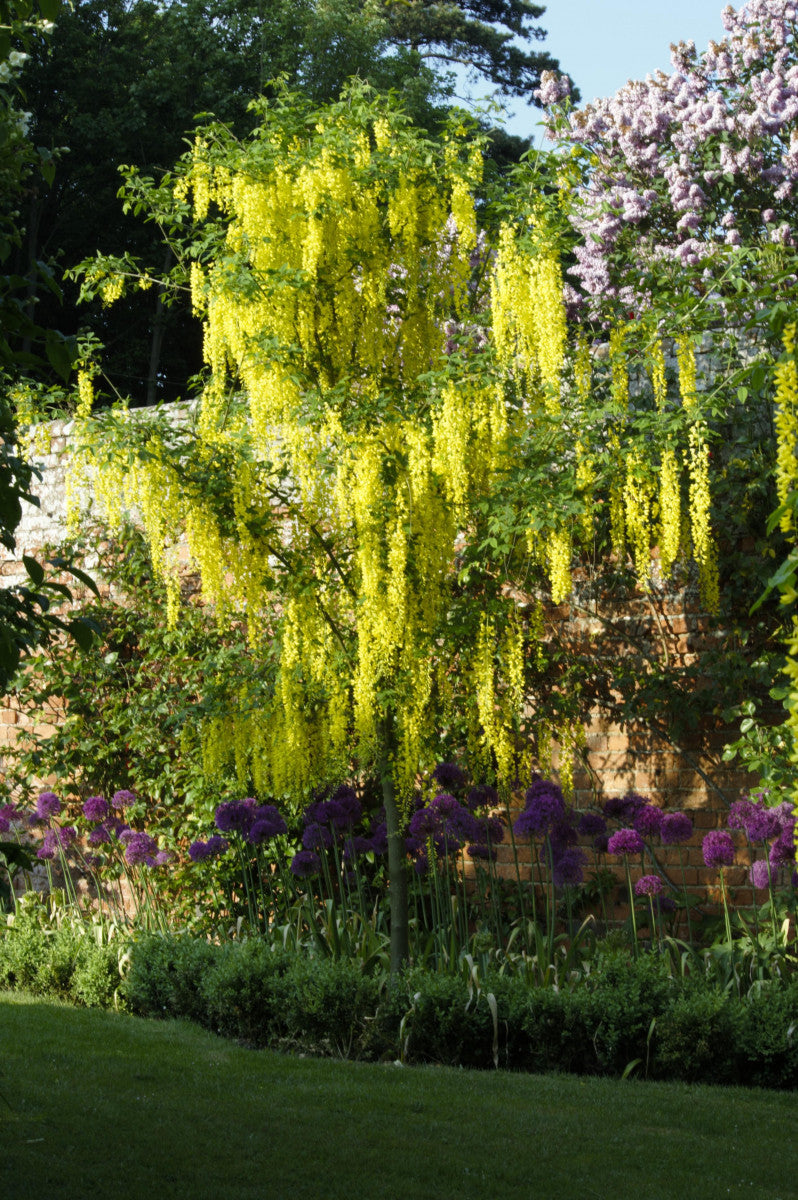 Laburnum anagyroides (Gemeiner Goldregen)