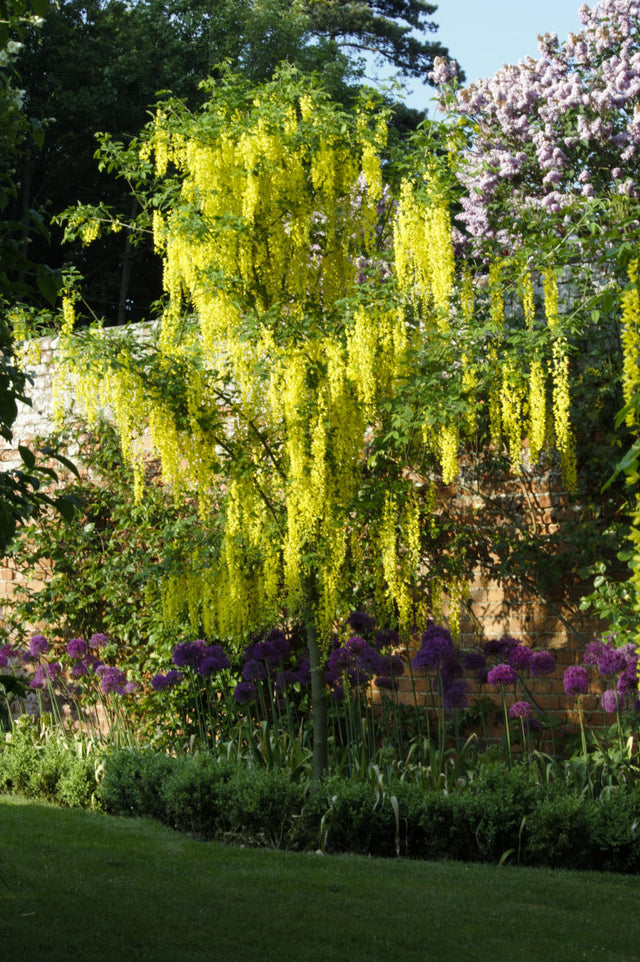 Laburnum anagyroides mit Blüte, erhältlich von 60-100 bis 200-250 cm ;;ab 8,15 Euro