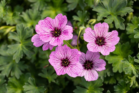 Geranium cinereum 'Ballerina' ;;ab 5,35 Euro