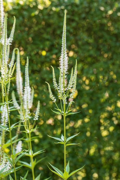 Veronica longifolia 'Schneeriesin' mit Blüte ;;ab 4,95 Euro