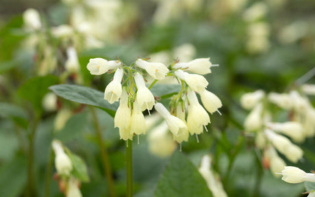 Klein-Kaukasischer Beinwell mit Blüte ; Einsatz: Flächenbegrünung ; Pluspunkt: bienenfreundlich;;günstig mit Qualität