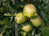 Malus 'Weißer Winterglockenapfel' (Apfel 'Weißer Winterglockenapfel' mittel)