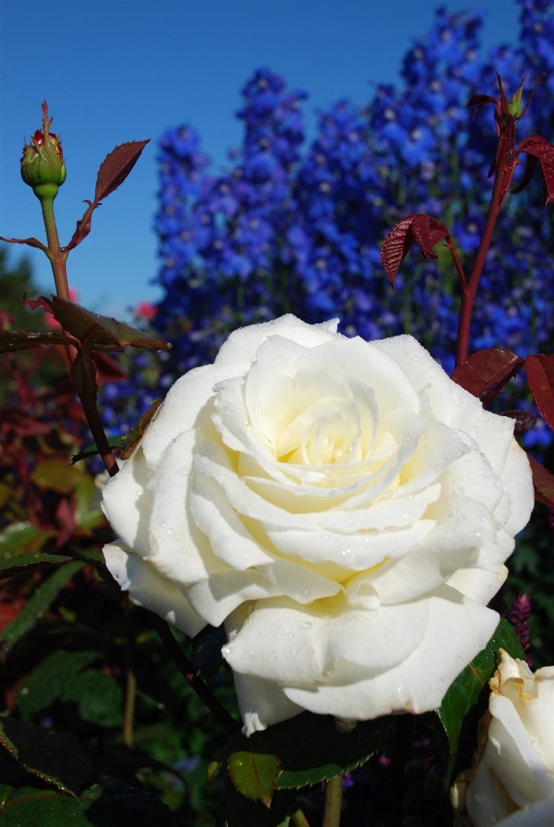 Rosa 'Memoire' TH (Edelrose 'Memoire' -R-)