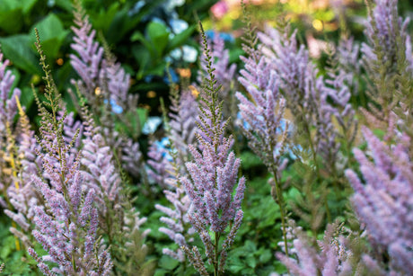 Astilbe chinensis var. pumila, gen. mit Blüte ;;ab 2,88 Euro