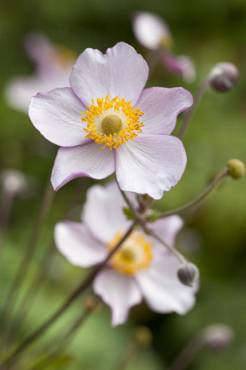 Anemone hupehensis var. japonica, in Farben (Garten-Herbst-Anemone)