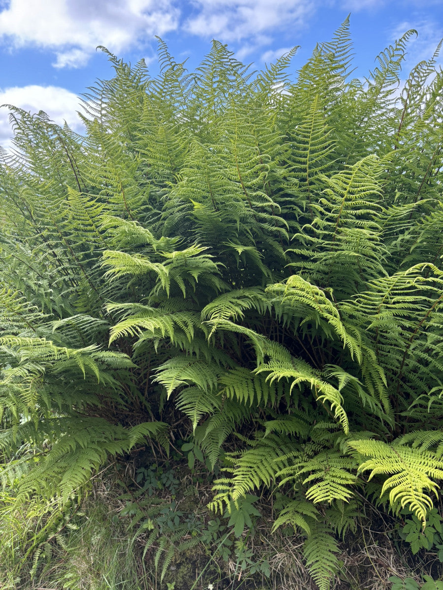 Polypodium vulgare (Engelsüß, Gemeiner Tüpfelfarn)