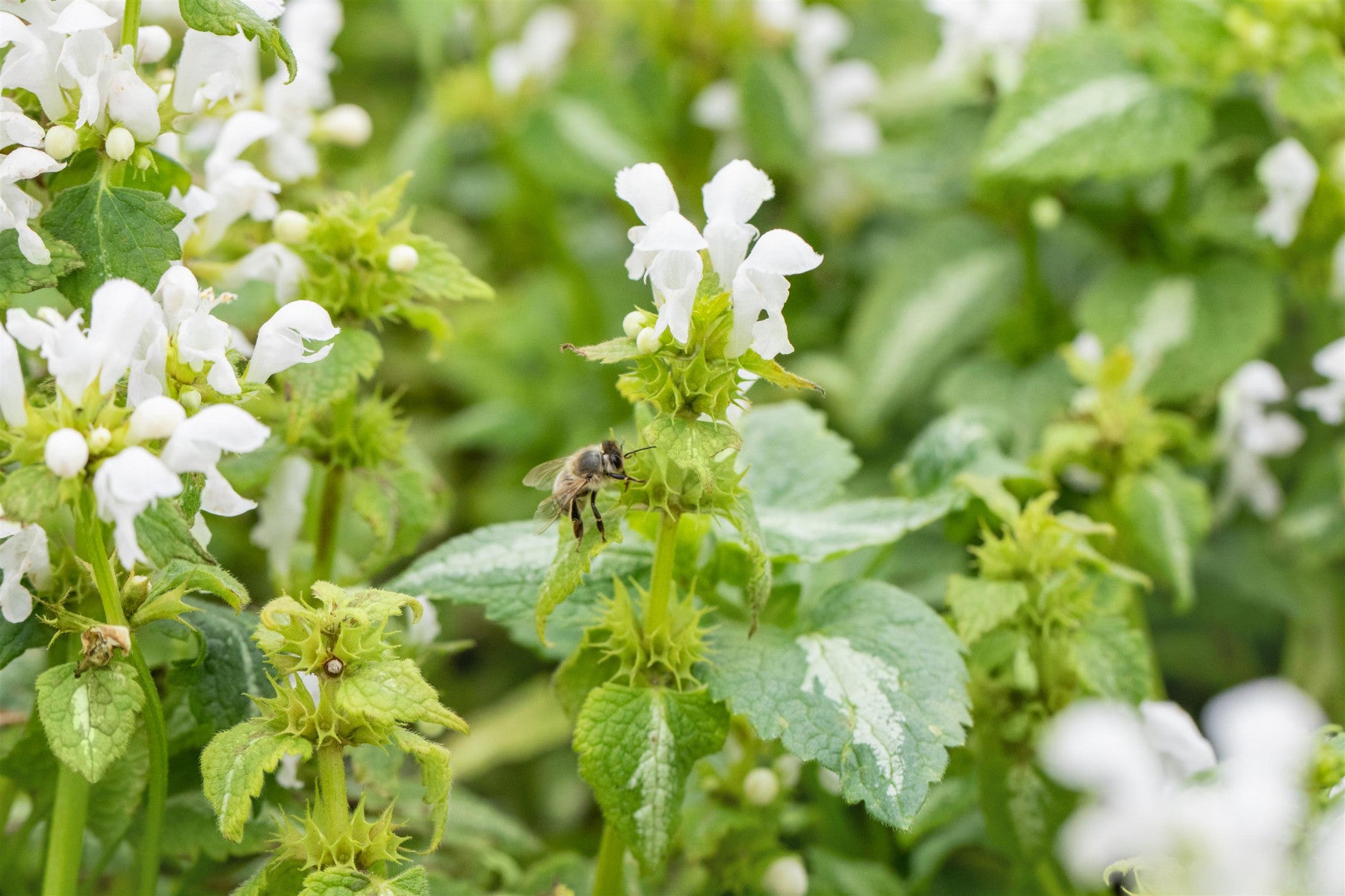 Lamium maculatum 'Album' (Gefleckte Garten-Taubnessel)