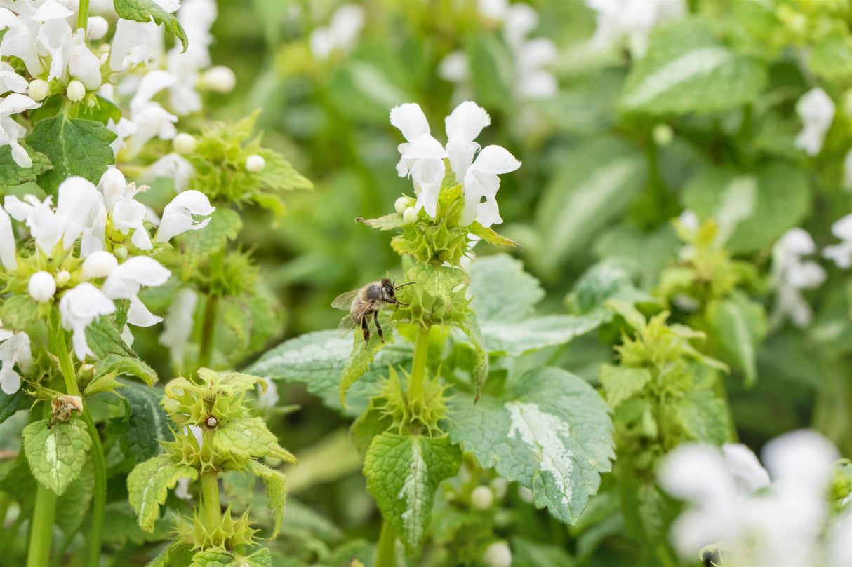 Lamium maculatum 'Album' mit Blüte ;;ab 3,60 Euro