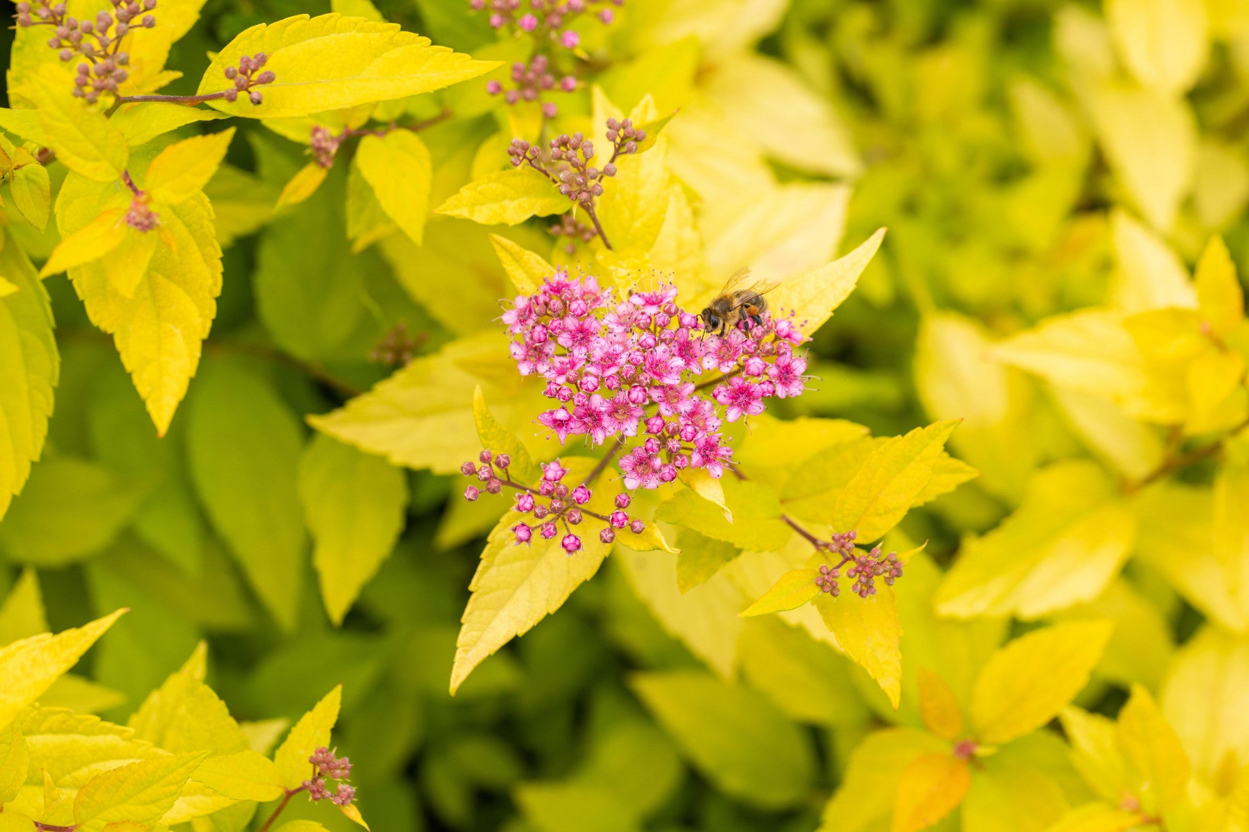 Spiraea japonica 'Golden Princess' (Japanspiere 'Golden Princess')