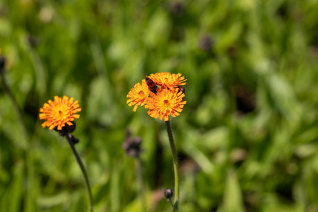 Hieracium aurantiacum ;;ab 3,25 Euro