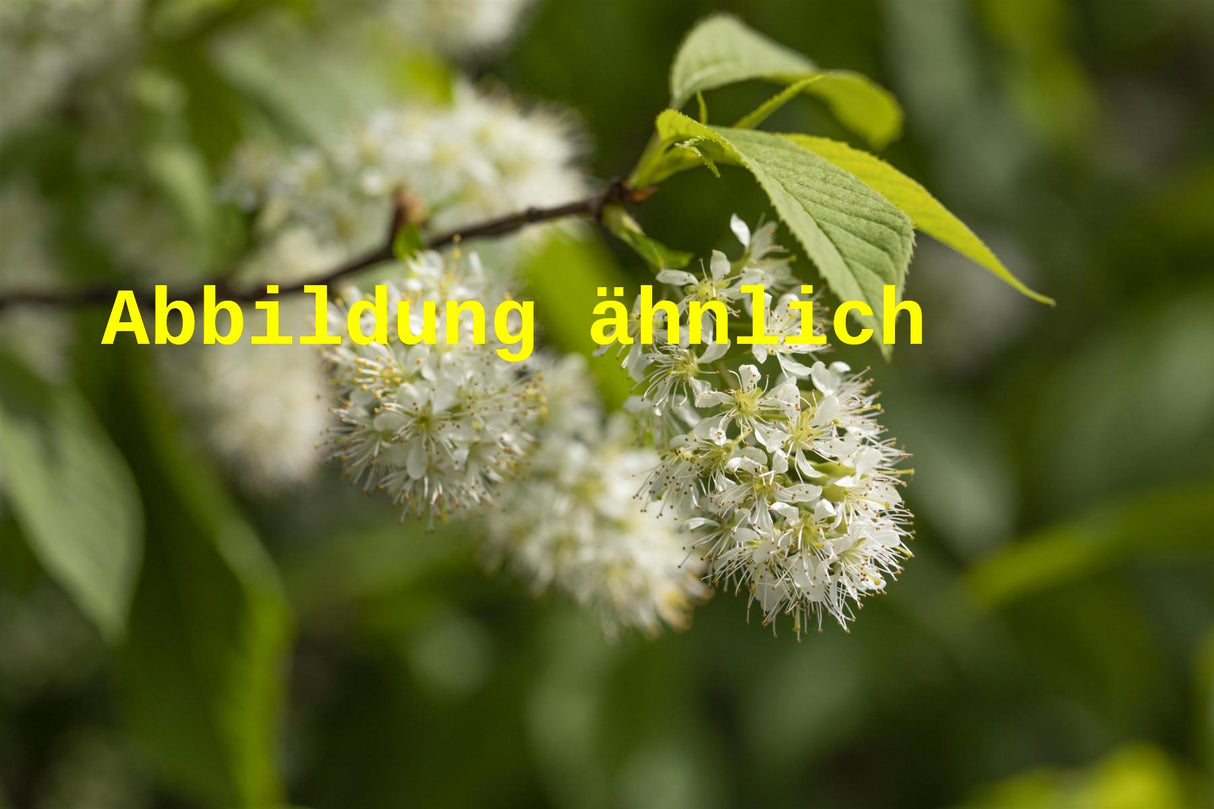 Prunus maackii (Amur-Kirsche)