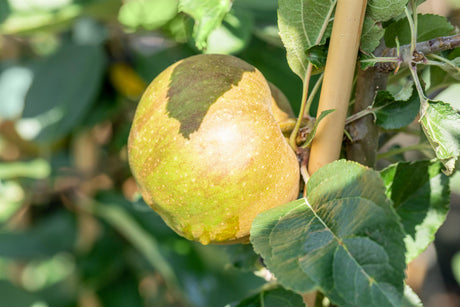 Malus 'Gravensteiner' mit Früchten, erhältlich von 150-200 bis 450-650 cm ;;ab 34,60 Euro