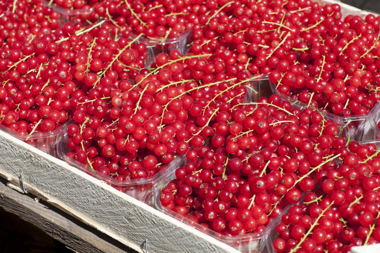 Rote Johannisbeere mit Früchten ; Einsatz: Hecke ; Pluspunkt: essbare Früchte;;günstig mit Qualität