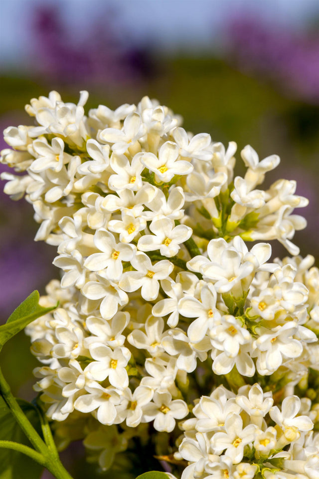 Syringa vulg. 'Primrose' mit Blüte, erhältlich von 40-60 bis 150-175 cm ;;ab 7,20 Euro