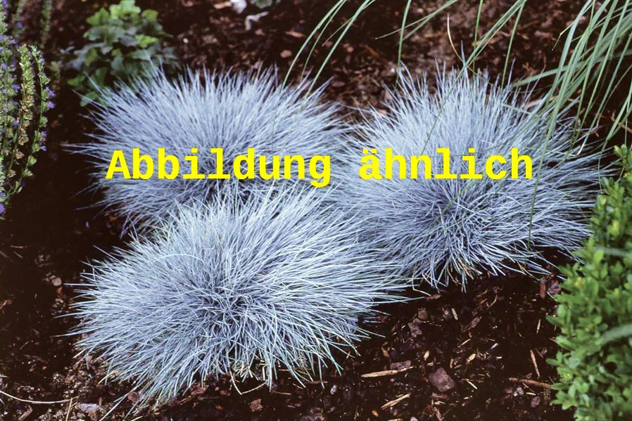 Festuca cinerea 'Elijah Blue' (Garten-Blau-Schwingel)