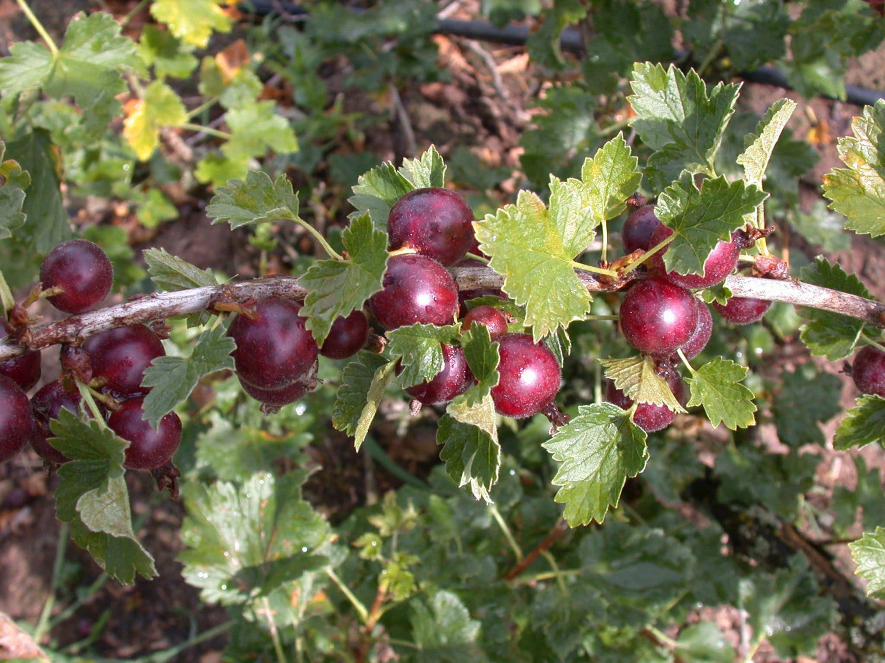 Ribes Jochelbeere 'Jocheline' (Jochelbeere 'Jocheline')