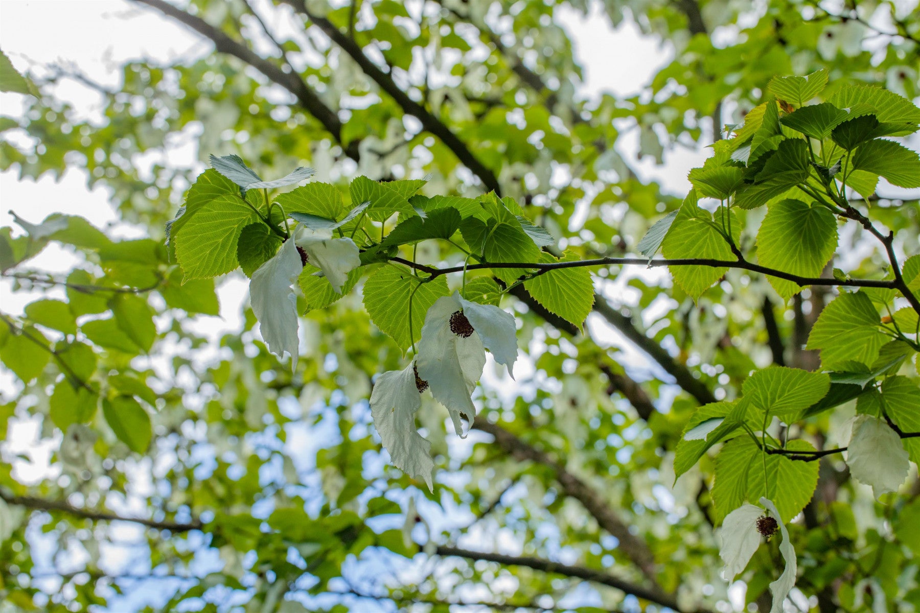 Davidia involucrata vilmoriniana (Taubenbaum)