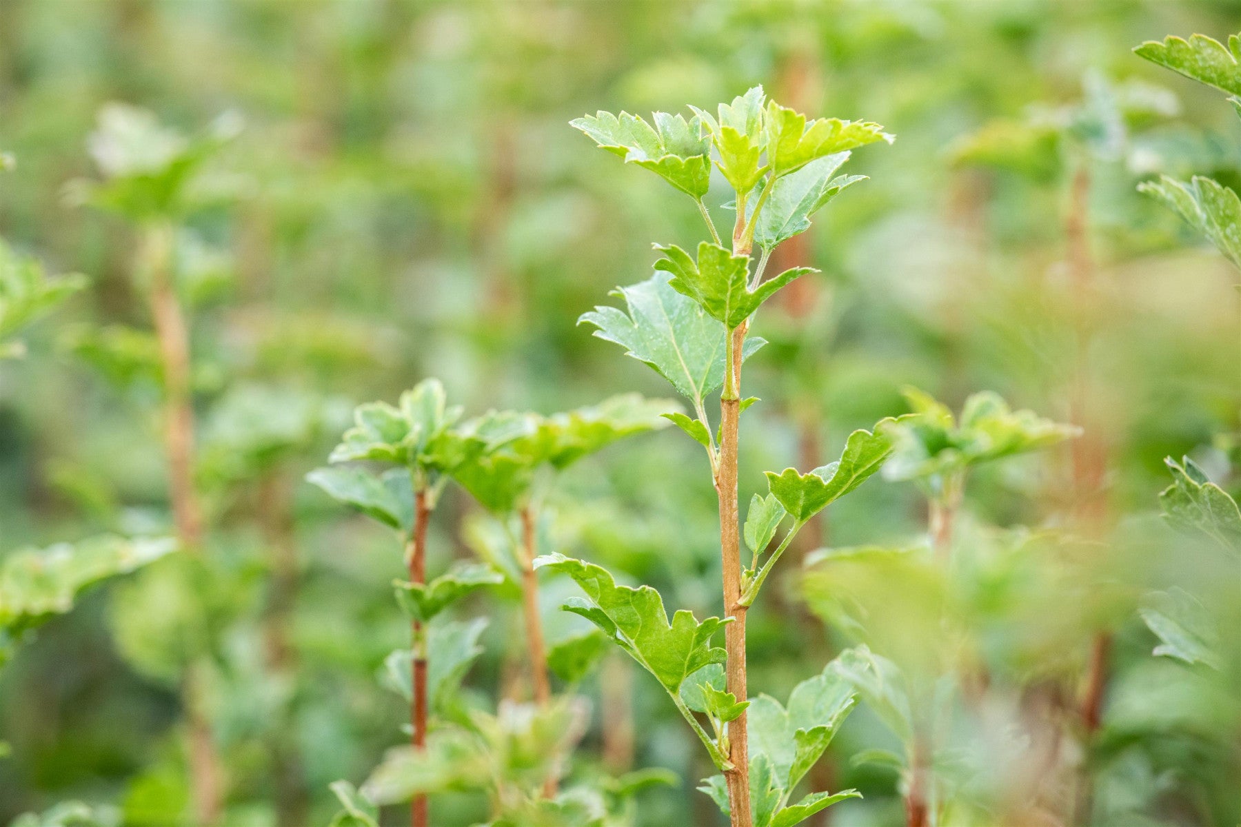 Ribes alpinum 'Schmidt' (Alpen-Johannisbeere 'Schmidt')