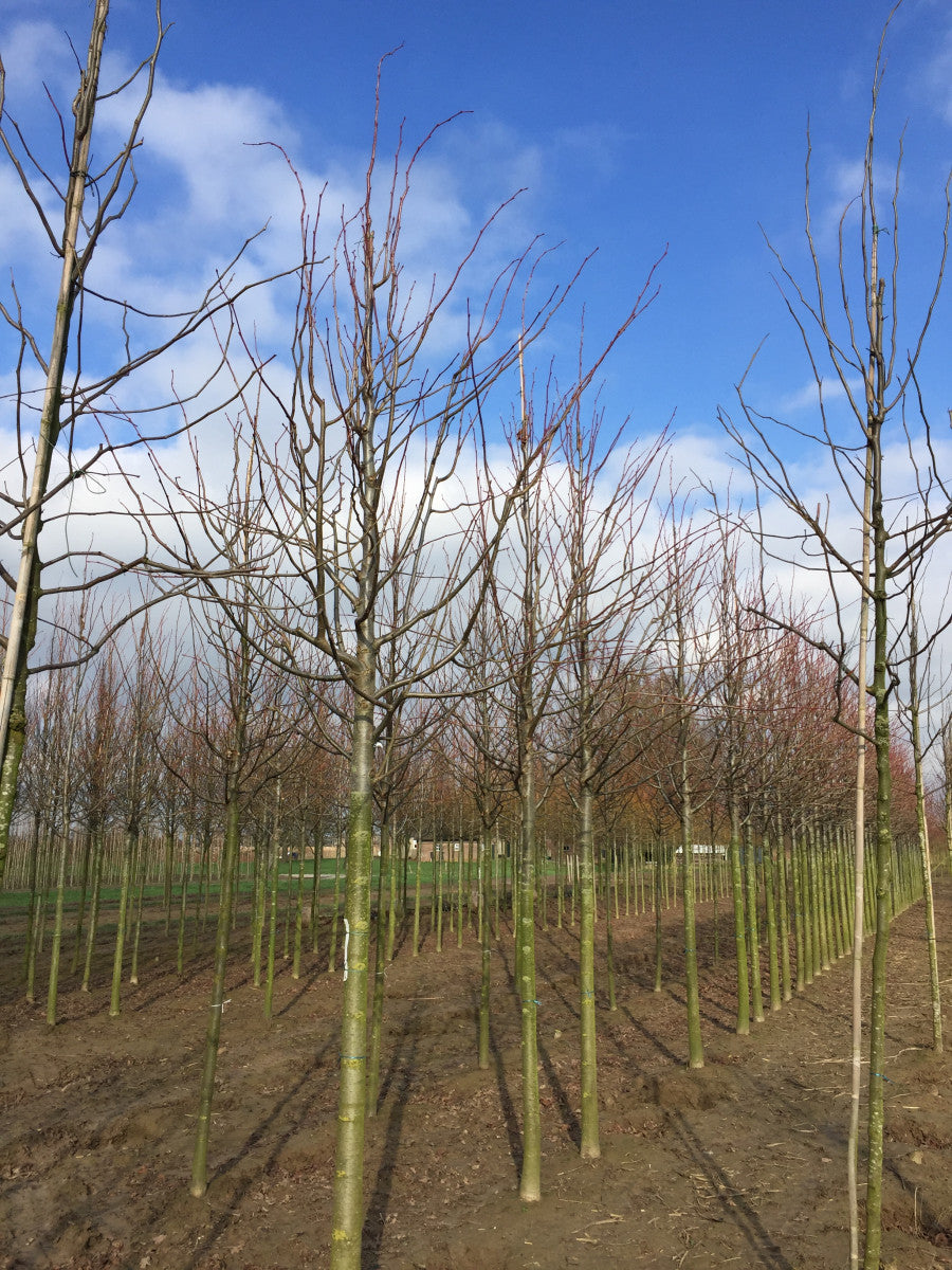 Tilia americana 'Nova' (Riesenblättr. Linde)