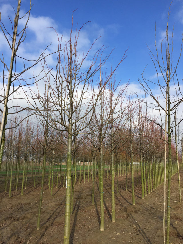 Tilia americana 'Nova' mit Winterlaub, erhältlich von 270-330 bis 450-650 cm ;;ab 178,00 Euro