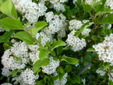 Pyracantha coccinea 'Orange Glow' mit Blüte, erhältlich als: Solitär ; Einsatz: Solitär ; Pluspunkt: zierlich;;günstig mit Qualität