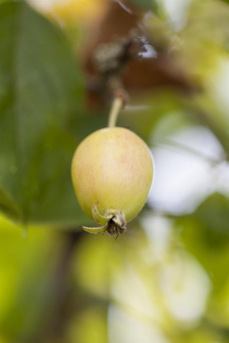 Malus 'John Downie' mit Früchten, erhältlich von 60-100 bis 450-650 cm ;;ab 16,60 Euro