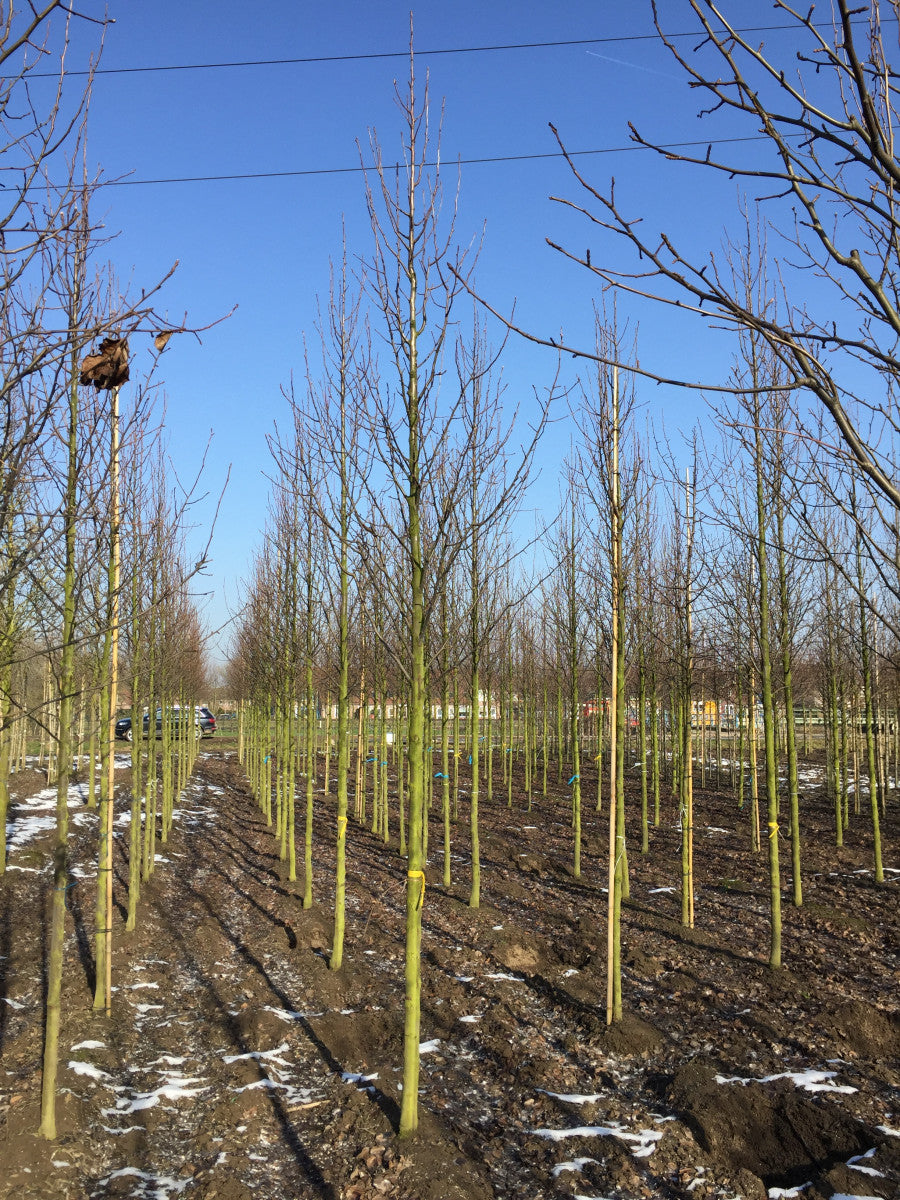 Pyrus calleryana 'Chanticleer' im Winter, erhältlich als: Hochstamm, Alleebaum ; Einsatz: Alleenbaum ; Pluspunkt: robust;;günstig mit Qualität