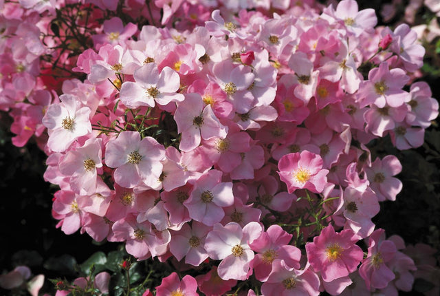 Rosa 'Fortuna' BT mit Blüte ;;ab 8,10 Euro