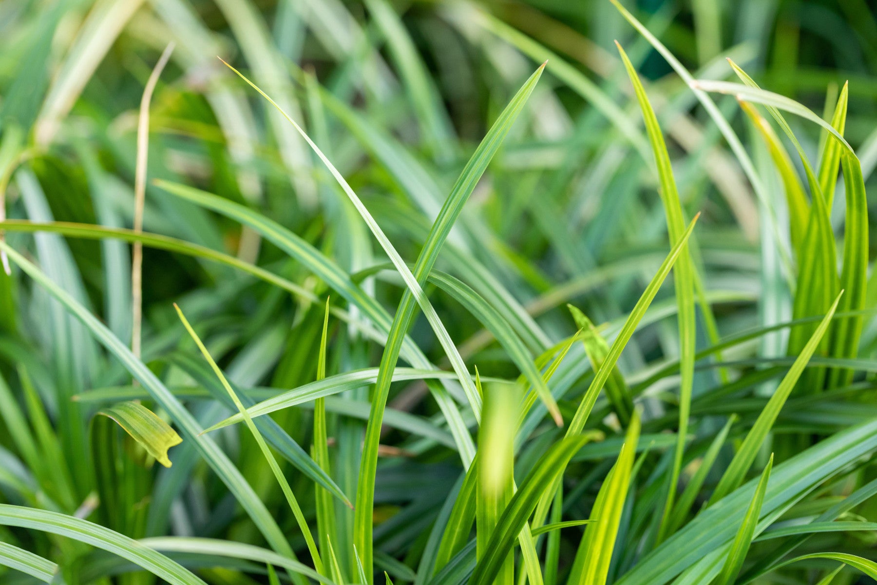 Carex morrowii ssp. foliosiss. 'Irish Green' (Weißrandige Garten-Segge)