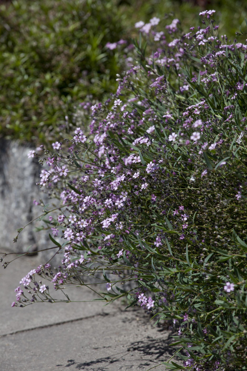 Gypsophila repens 'Rosea' (Kriechendes Garten-Schleierkraut)