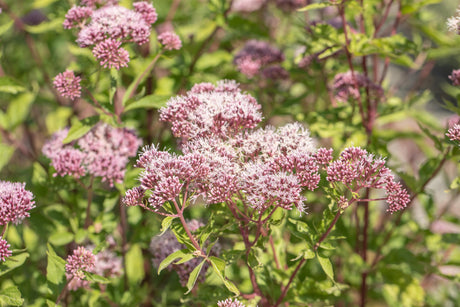 Eupatorium cannabinum mit Blüte ;;ab 3,75 Euro