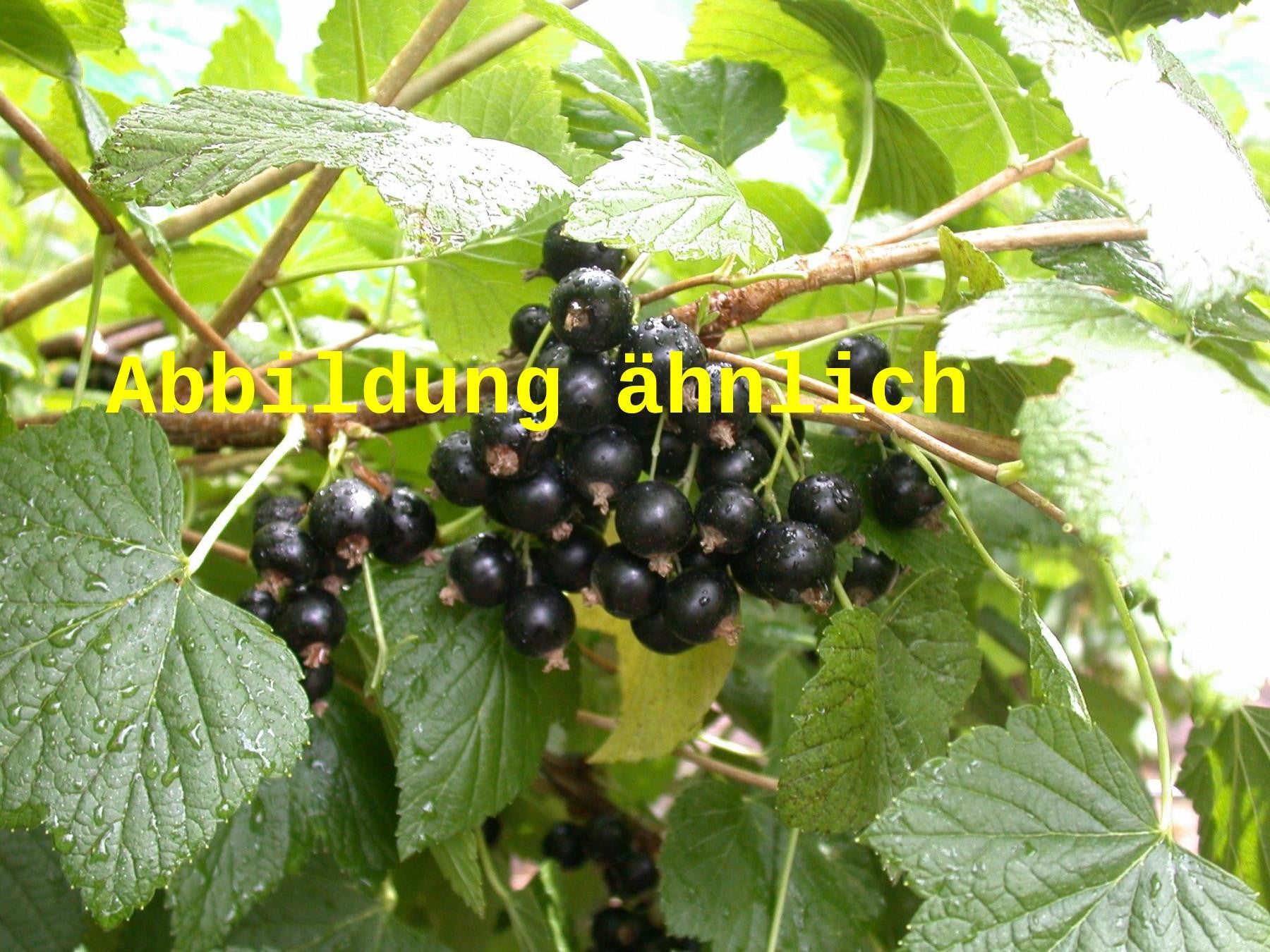 Ribes nigrum 'Lissil' (Johannisbeere 'Lissil')