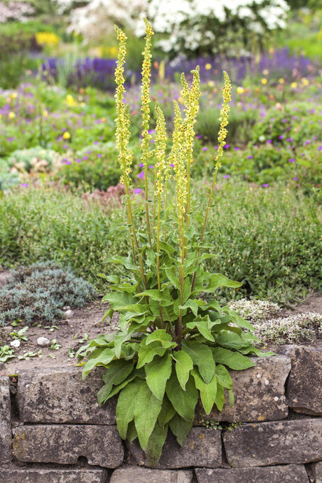 Verbascum nigrum als Pflanze im Beet ;;ab 3,70 Euro