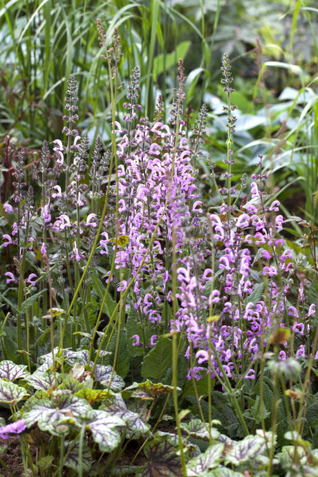 Salvia pratensis 'Rose Rhapsody' mit Blüte ;;ab 3,90 Euro