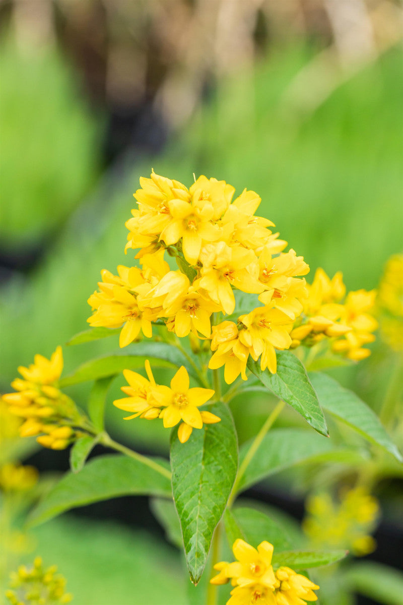 Lysimachia vulgaris (Gewöhnlicher Gilbweiderich)