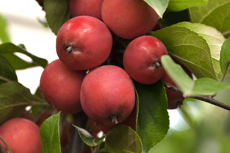 Malus 'Eleyi' mit Früchten, erhältlich von 60-100 bis 450-650 cm ;;ab 16,60 Euro