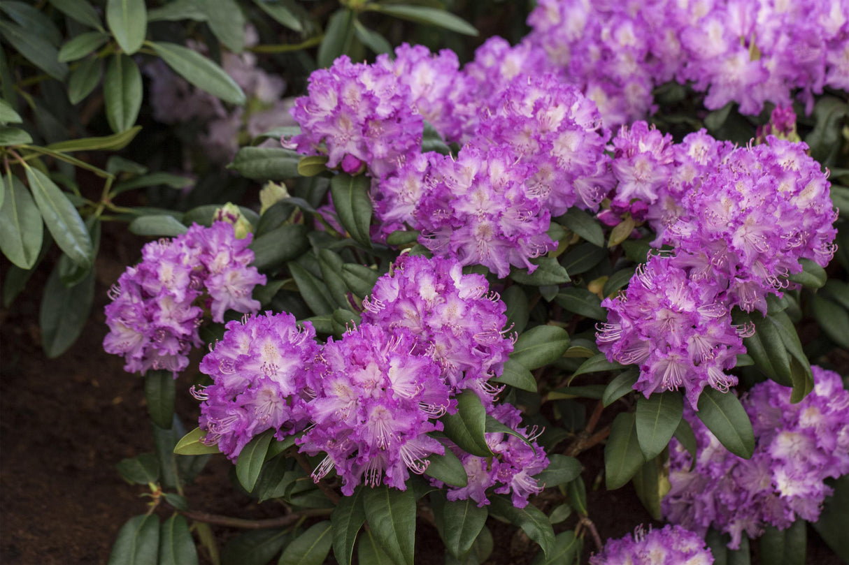 Rhododendron Hybr. 'Alfred' mit Blüte, erhältlich von 30-40 bis 90-100 cm ;;ab 38,50 Euro