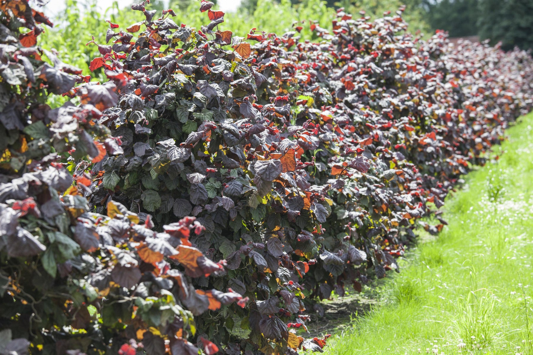 Corylus av. 'Rotblättrige Zellernuss' (Großfrüchtige Waldhasel 'Rotbl. Zellernuss')