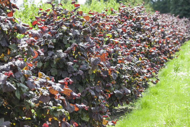 Corylus av. 'Rotblättrige Zellernuss' , erhältlich von 40-60 bis 150-200 cm ;;ab 15,30 Euro