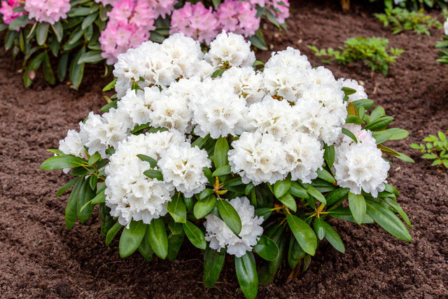 Rhododendron yak. 'Falling Snow' mit Blüte, erhältlich von 40-50 bis 50-60 cm ;;ab 58,00 Euro