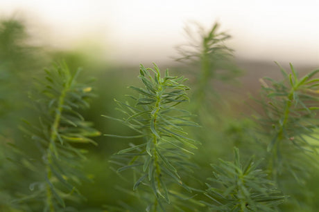 Euphorbia cyparissias ;;ab 4,85 Euro