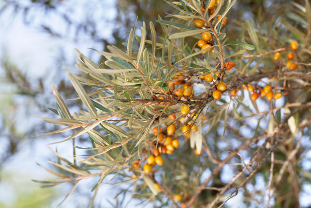 Hippophae rhamnoides 'Hergo' mit Früchten, erhältlich von 40-60 bis 100-150 cm ;;ab 8,65 Euro