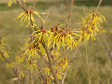 Witch Hazel mit Blüte, erhältlich als: Solitär ; Einsatz: Park ; Pluspunkt: duftende Blüten;;günstig mit Qualität