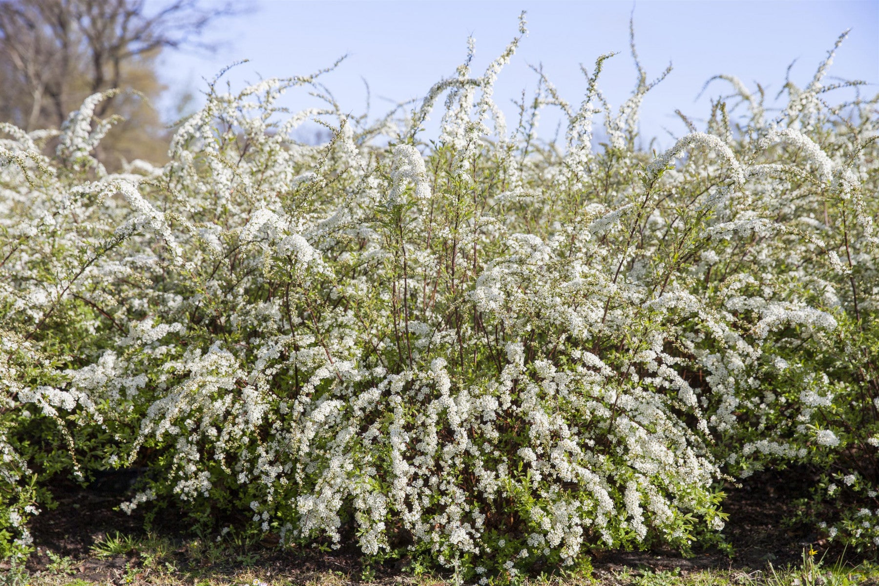 Spiraea thunbergii (Frühlingsspiere)