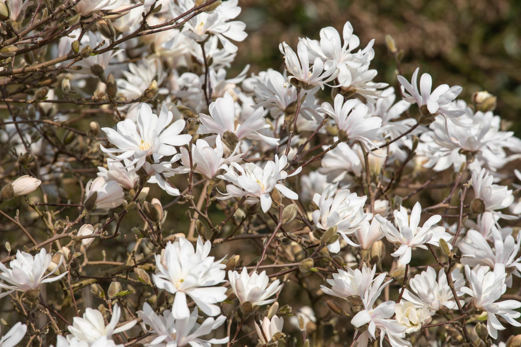 Magnolia stellata 'Royal Star' (Sternmagnolie 'Royal Star')